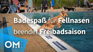 Badespaß für Fellnasen lässt FreibadSaison ausklingen [upl. by Darell633]