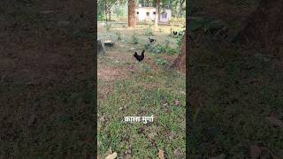 Kala murga minivlog murga village railway shorts [upl. by Annaehs539]