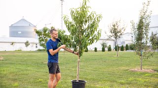 The BEST Way to Plant a Tree [upl. by Aicen]