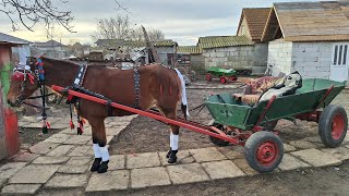 IRINA 11 de boboteaza cailor mihail kogălniceanu 2024‼️🐴🏇 [upl. by Nanreh34]