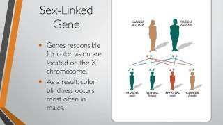 Modern Genetics [upl. by Blithe]