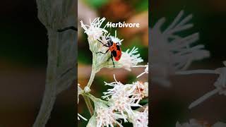 LARGE MILKWEED BUG is also known as ONCOPELTUS FACIATUS [upl. by Eimaraj]