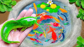 Amazing Catch Tiny Ornamental Catfish Lionhead Goldfish Koi Angelfish  Best of Fishing videos [upl. by Spillar]