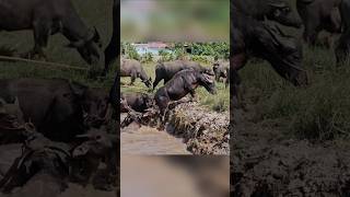 the dogs help herder the buffalo [upl. by Bohrer]