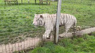 White Tiger at Hamerton Zoo Park [upl. by Daub896]