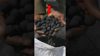 These Black Seed Balls Can Grow Entire Forest😱 [upl. by Pirri]