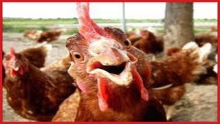 FUNNY Roosters Crowing Compilation ✔ [upl. by Worrad]