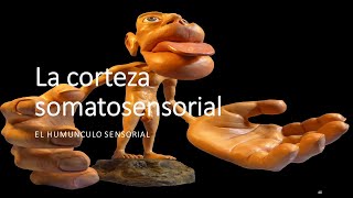 Clase Somatosensorial UCN 24Agosto2020 [upl. by Turrell]