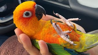 Conure Sounds amp Talking  Conure Parrot Singing amp Noises  Funny Conure Dancing [upl. by Atinuaj581]