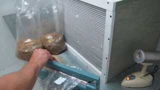 Transferring mycelium on agar to grain [upl. by Ycaj500]