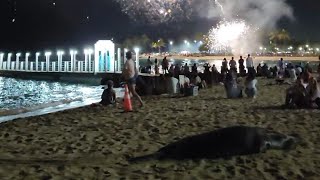 Hawaiian Monk Seal Enjoying The Friday Night Fireworks [upl. by Ailerua469]