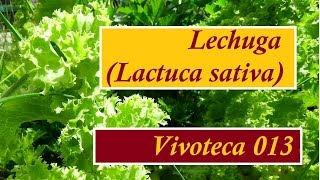 Vivoteca 13 Lechuga Lactuca sativa [upl. by Einwahr19]