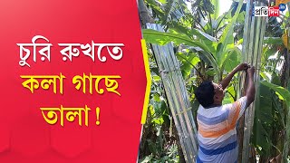 North 24 Parganas A Farmer Hung Lock On His Banana Tree To Prevent Theft [upl. by Odicalp635]