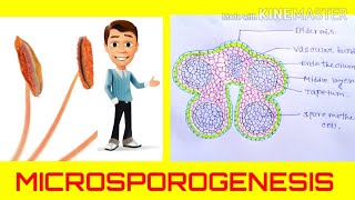 Microsporogenesis  the formation of pollen grainsAnther development Angiosperm reproduction [upl. by Colvert616]