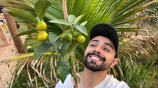 🍊 PLANTANDO LARANJA KINKAN DOCE  GUTIZGRILO [upl. by Ivz]