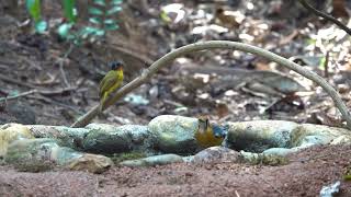 Flame throated bulbul amp orange headed thrush  vanoshi Birdhide [upl. by Eedebez484]