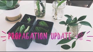 Plant Propagation Update  Monstera  Hoya  Peperomia  Succulents [upl. by Atiuqiram792]