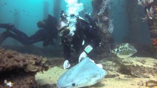 Fishing at Busselton Jetty Western Australia [upl. by Eugenius509]