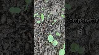 Winter flower seeds germinated 🌿 floweringplant happiness youtubeshorts trending reels peace [upl. by Kassia899]