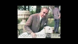 🔴 DOGO ARGENTINO BREED HISTORY IN 1 MINUTE dogoargentino doglovers pitbull [upl. by Rocker]