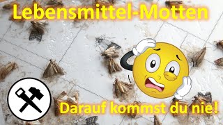 Motten schonwieder  Hilfe bei Lebensmittelmotten  finden amp bekämpfen [upl. by Nanette697]