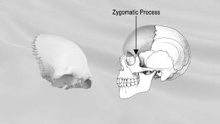 FRONTAL BONE [upl. by Ahtelat213]