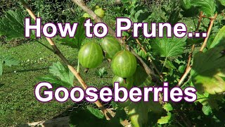 How to PruneGooseberries [upl. by Elcarim]