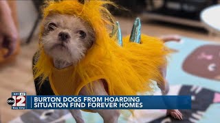 Dogs from Burton hoarding situation in foster care or adopted [upl. by Vedis212]