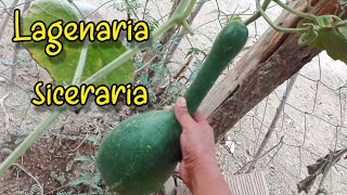 Fruto de Lagenaria Siceraria  Actualización [upl. by Hasseman347]