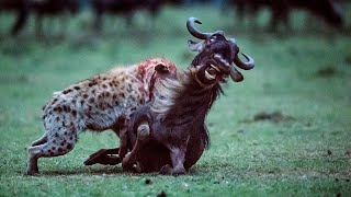 Top 5 Wildebeest Eaten Alive Moments of Hyenas [upl. by Yrol]