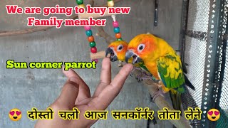 Sun Corner Parrot लेनेpets vlog 😍😍 [upl. by Linoel]