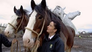 Rehomed Clydesdale Baron towers over Scotland [upl. by Netsew]