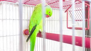 Mia Methu Sad Rehta Hai  Sad Talks Of Ring Neck Parrots [upl. by Eedeed]