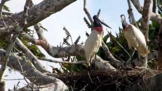 Jabiru Jabiru mycteria Costa Rica [upl. by Liberati]