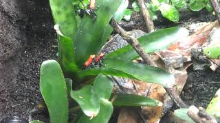 Ranitomeya reticulata courtship [upl. by Merp192]