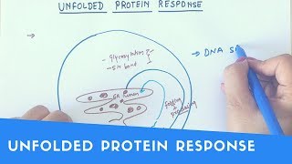 UNFOLDED PROTEIN RESPONSE [upl. by Recneps836]