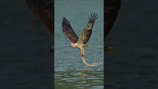 The osprey finally gave up WildbirdPhotography BirdRealShot WildAnimalZeroDistance shorts [upl. by Sherl]