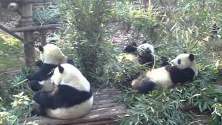 Lovely Pandas in Chengdu Panda Breeding and Research Center [upl. by Swen]