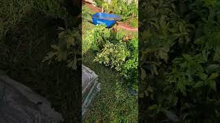 Garden restoration Ixora Trinette and Crotonplants used [upl. by Atinnod]