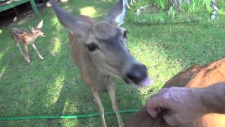 Heart Massage for Wild Deer in the Yard [upl. by Soigroeg]