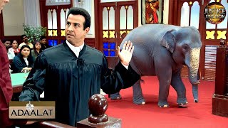 एक हाथी की मदद से KD Pathak को मिली Case Solve करने में मदद  अदालत  Adaalat  Full Episode 126 HD [upl. by Blackman514]