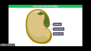 Fruit and Seed Formation [upl. by Eitsirk]