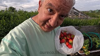 Delicious Strawberries Allotment Gardening Diary [upl. by Airtemad]