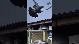 Males trapping after training kabootar pigeonlove tanzloft racinghomers racingpigeons birds [upl. by Raimund]