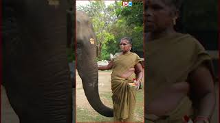 சேட்டை🐘🐘 ரொம்ப அதிகமா பண்ணுவாங்க🦦 elephant vandalur vandalurzoo ibctamil [upl. by Tollmann79]