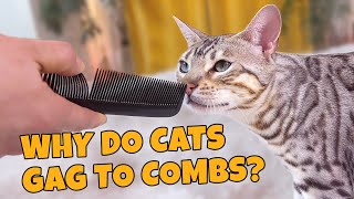 Why Cats Gag To Combs EXPLAINED [upl. by Frodina308]