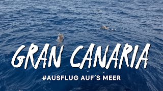 Gran Canaria  Ausflug auf´s Meer  Beobachtung von Delfinen [upl. by Ayaj647]