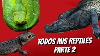 TODOS MIS REPTILES PARTE 2 [upl. by Matland264]