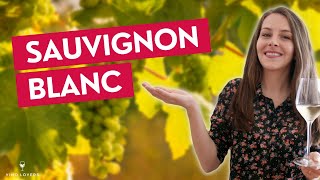 À la découverte du sauvignon blanc  origines caractéristiques et régions [upl. by Sears162]