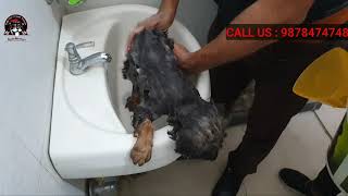 NEW PUPPYS FIRST BATH  BAADAL BHANDARI  PUPPYBATH  HOW TO BATHE A PUPPY  9878474748 [upl. by Heise59]